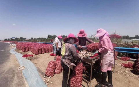 小商贩去村里收蒜。一辆接一辆的车，他们一天能赚多少钱？-