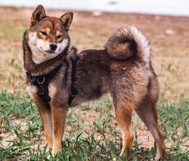 柴犬多少钱一只？附上最新价格表，别买贵了