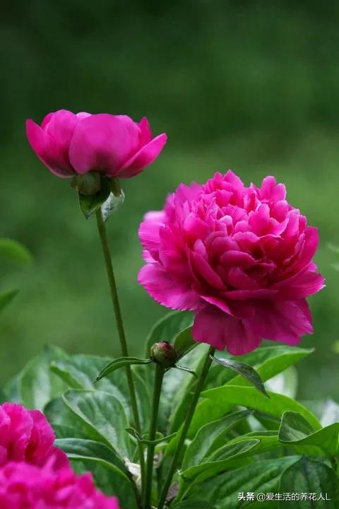 各种名贵芍药花图片大全