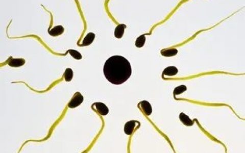 男性“柯立芝效应”生物学目的