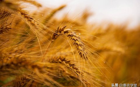 小麦最低收购价2018，2020年小麦最低收购价政策