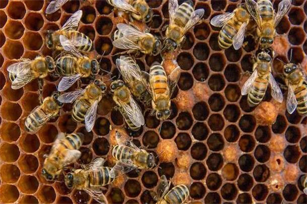 蜂王死亡后蜜蜂会飞走吗(蜂王死了其他蜜蜂会跑吗)