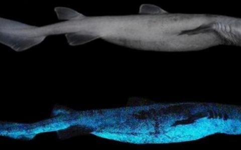 发光的鱼是什么光源(能发光的鱼这种现象叫什么)