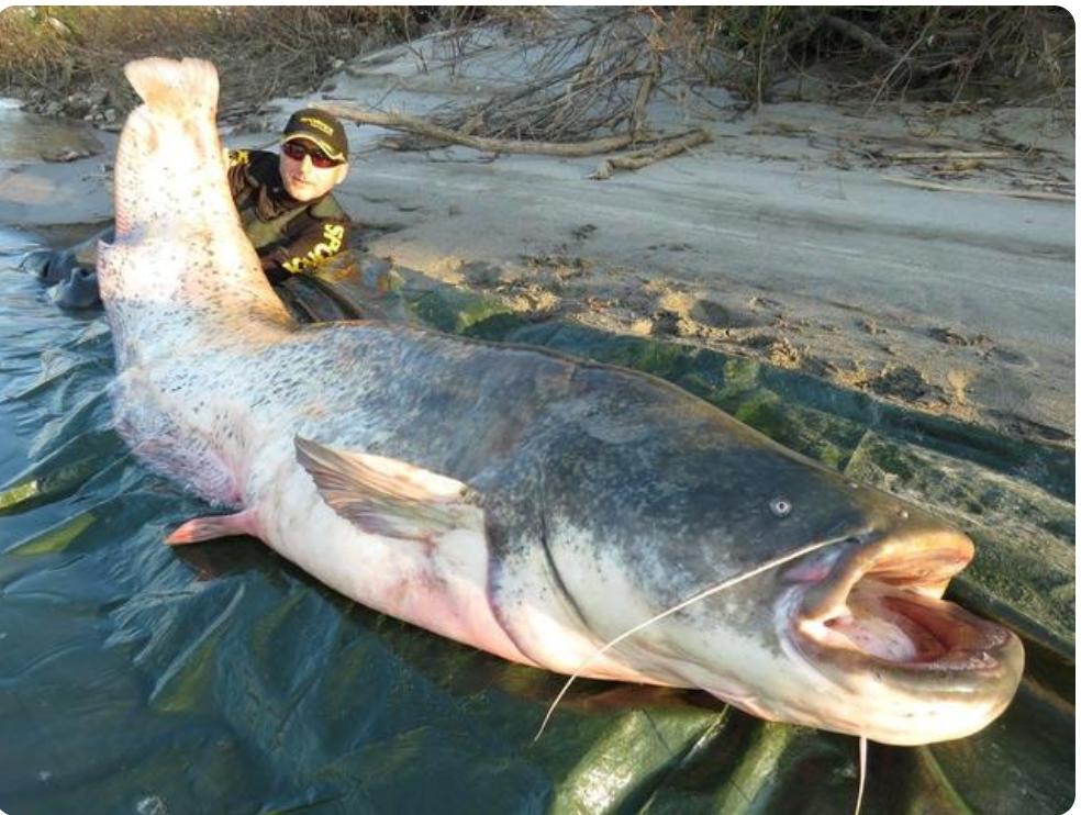 十斤鲶鱼多大(野生鲶鱼最大多重)