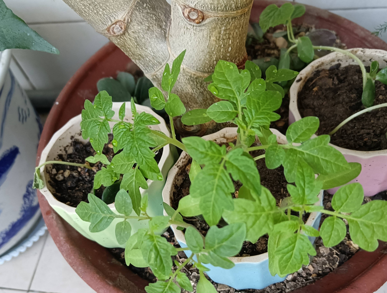 “2种蔬菜”在家就能种，长得快结果多吃不完，种植过程简单有趣