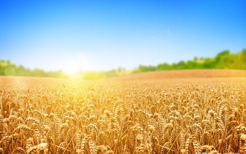小麦玉米最新价格 小麦玉米价格均下跌 山东陷入国内价格洼地——
