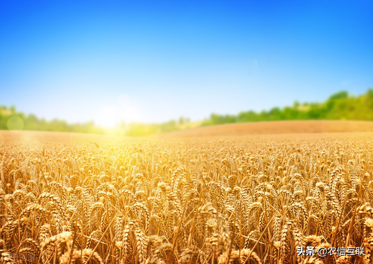 最新小麦玉米价格丨小麦玉米价格齐跌，山东已经跌成国内价格洼地