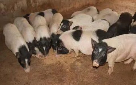 现养鸡,鸭能挣钱么(养殖场养鸡5万只养鸭4万只)