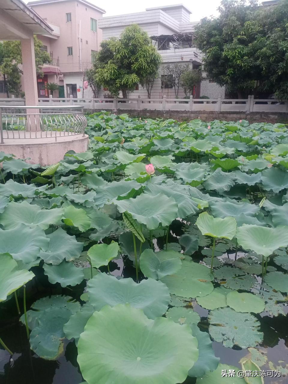 幸福的生活到底是什么样子的?