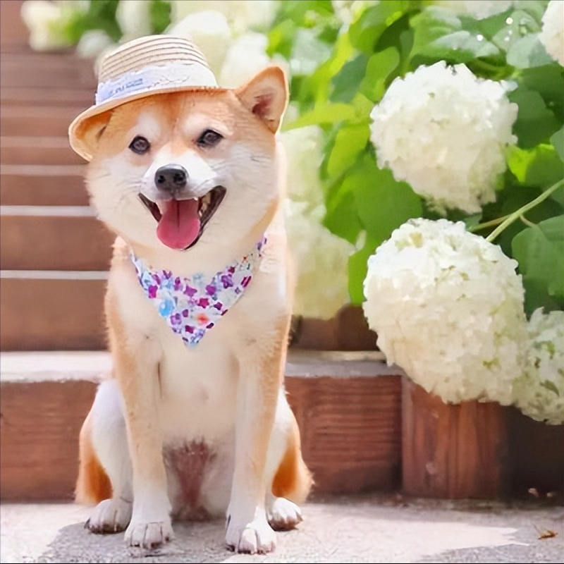 柴犬多少钱一只？附上最新价格表，别买贵了