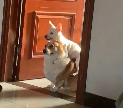 嘿咻时还没进入，丁丁就不自觉流透明液体...