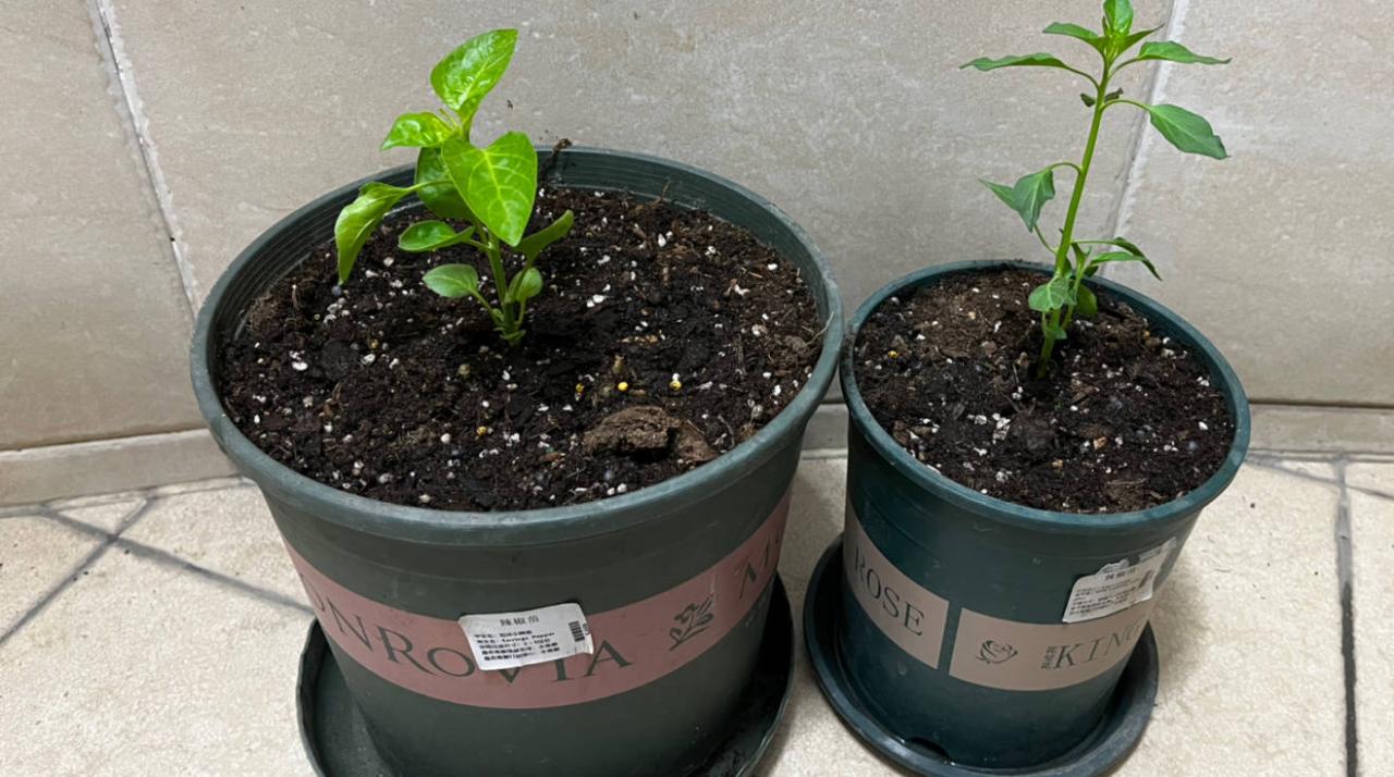 “2种蔬菜”在家就能种，长得快结果多吃不完，种植过程简单有趣