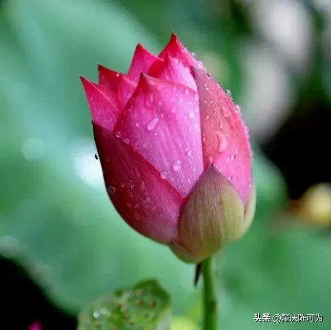 幸福的生活到底是什么样子的?