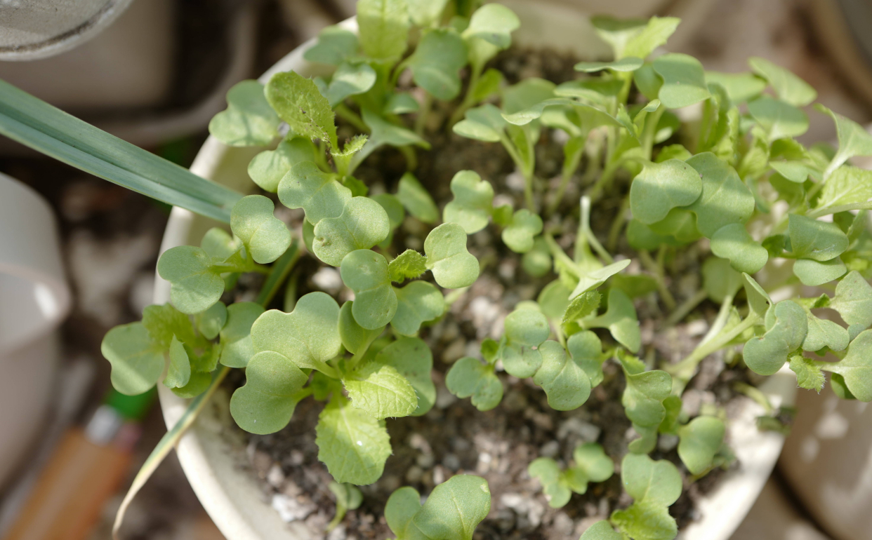 阳台种植小白菜，只需3个步骤，发芽快长势旺，好吃好看又新鲜
