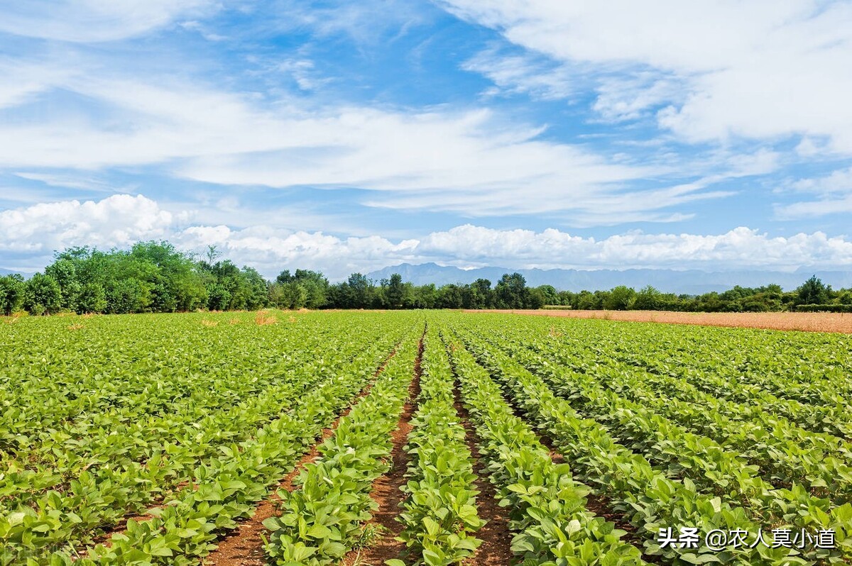 粮食价格会不会上涨?今年农资猛涨农民该何去何从