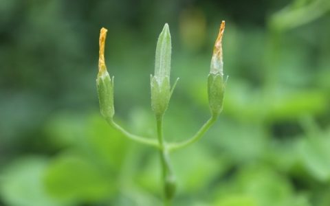 日本网友用植物手作「青梅小精灵」萌翻全网，4天后意外长大成「皱梅婆婆」：你老梅捏