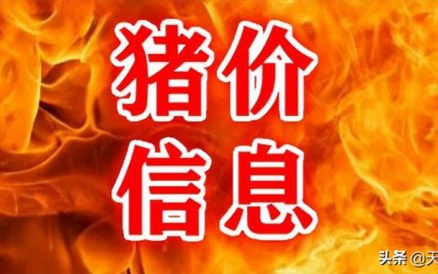 生猪价格:多地上涨(明天全国猪价上涨2021.5.28)