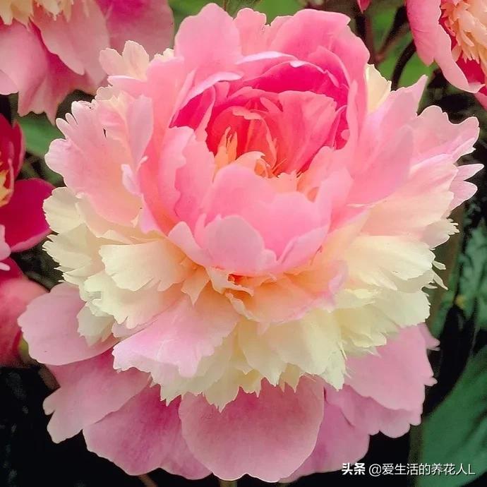 各种名贵芍药花图片大全