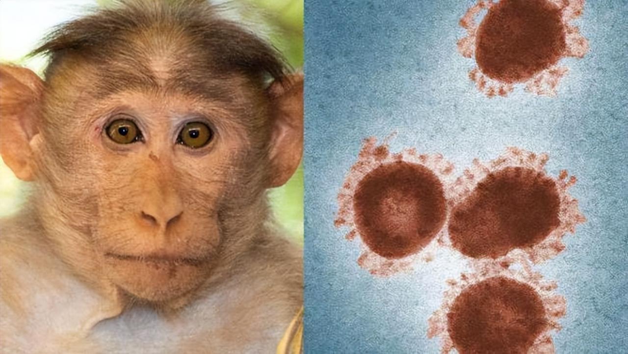 中国生物：已安全封存牛痘，可随时应对猴痘
