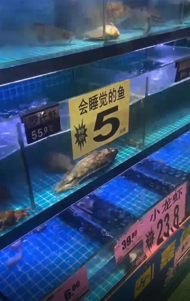 什么是“豹纹芒果”你知道吗?还有“仰泳鲈鱼”……