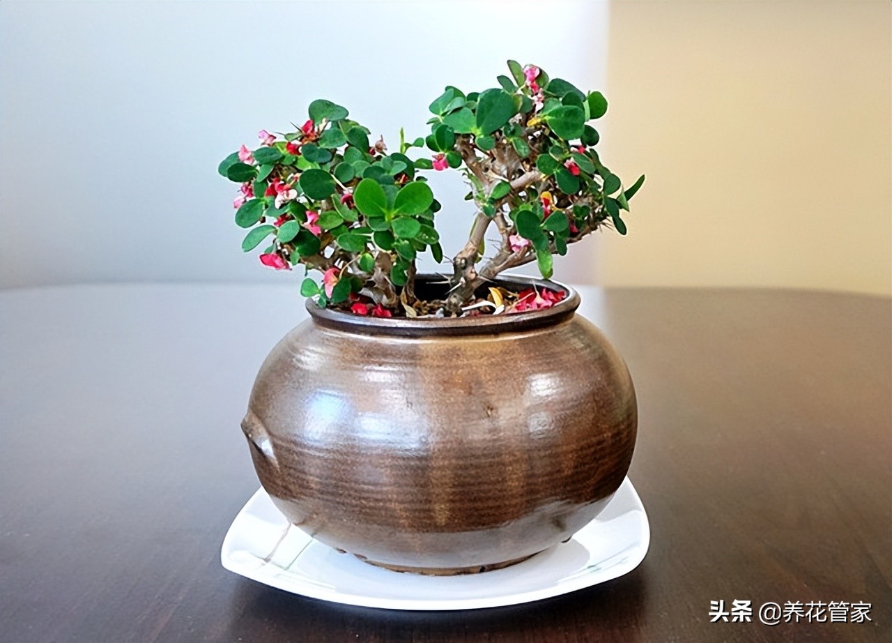 家庭养花:5种花肥自制方法,不花一分钱,氮磷钾齐了