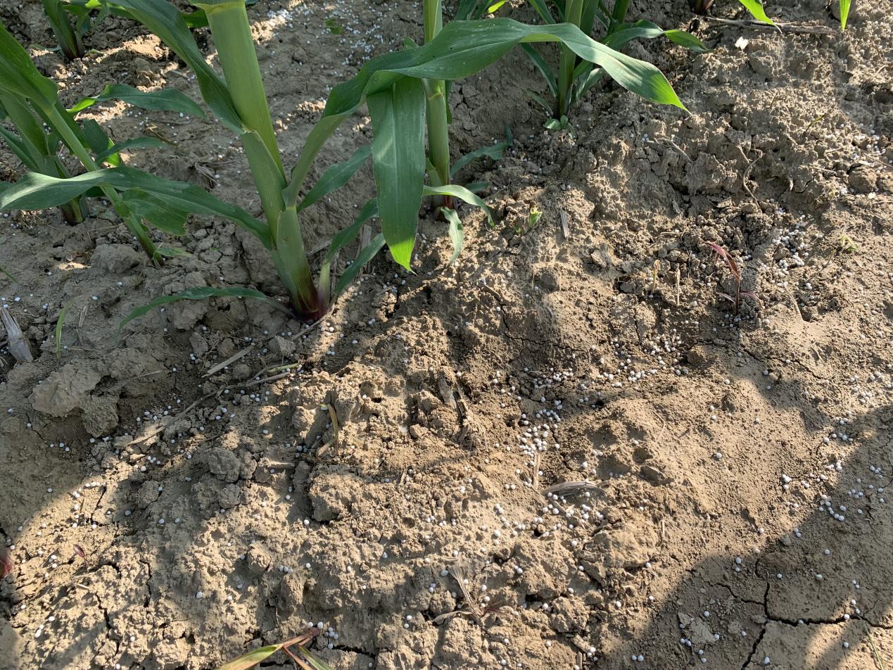 玉米行情妙 施好穗肥待高效