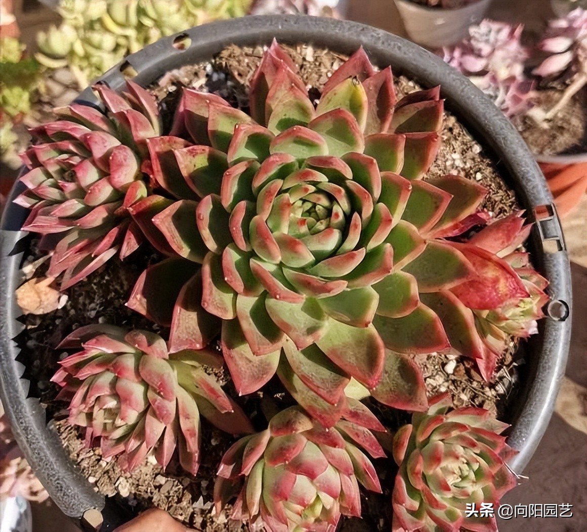 养多肉，最简单的方法就是水培，直接养在水里，万事无忧