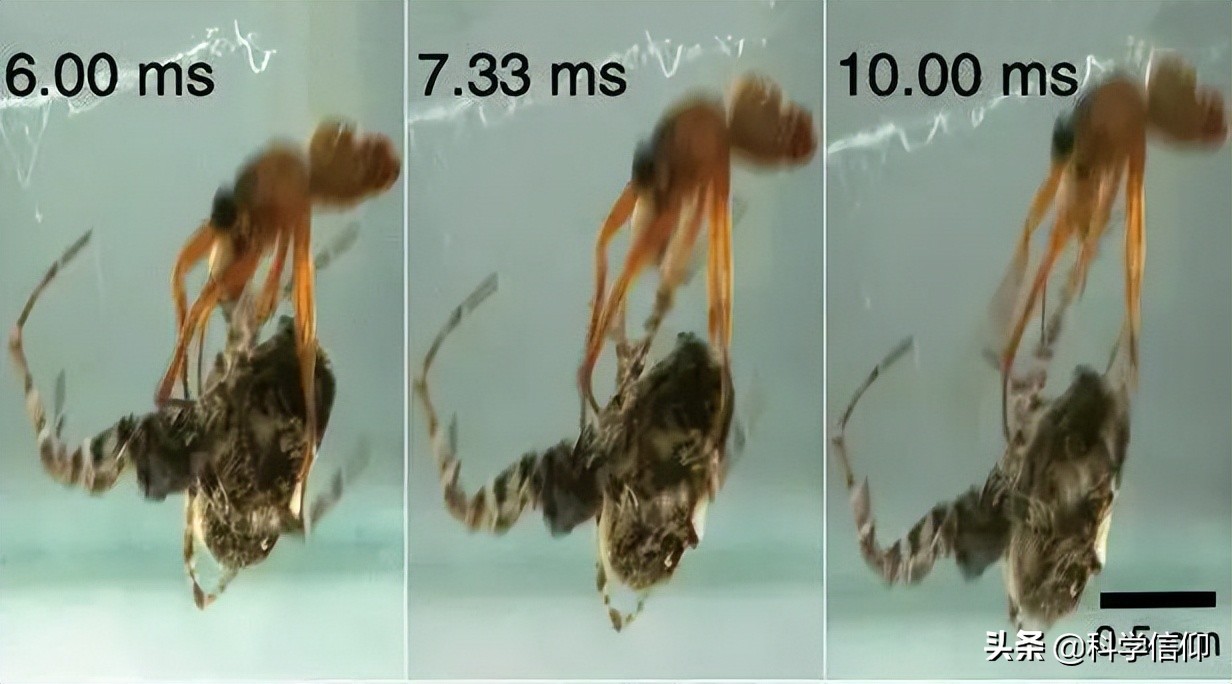 雌性昆虫会吃掉雄性，有没有办法避免？雄性昆虫自有高招