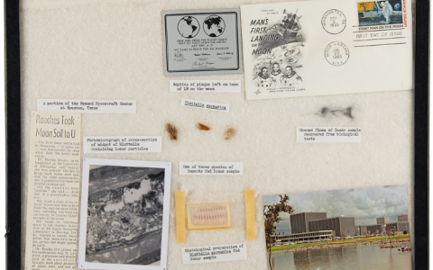 史上最贵的3只蟑螂被拍卖 估价超过40万美元-