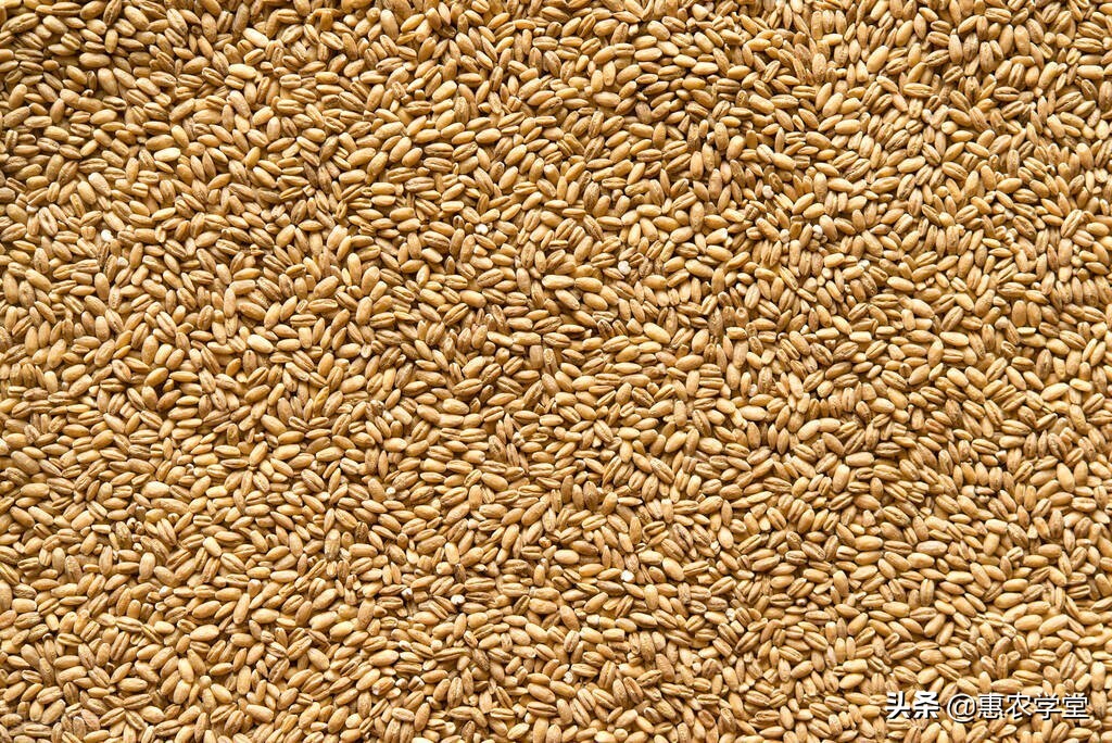 现在小麦最低收购价多少钱一斤？2022年6月份小麦价格还会上涨吗