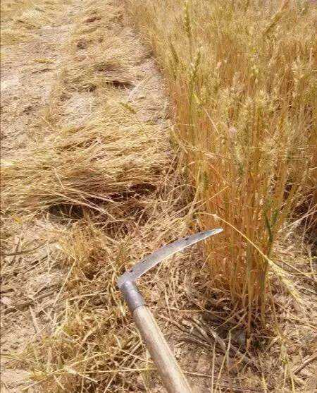 农事农活——割麦子