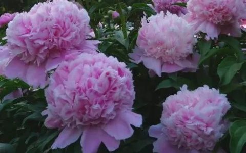 芍药花种类及图片(最漂亮的芍药花图片)