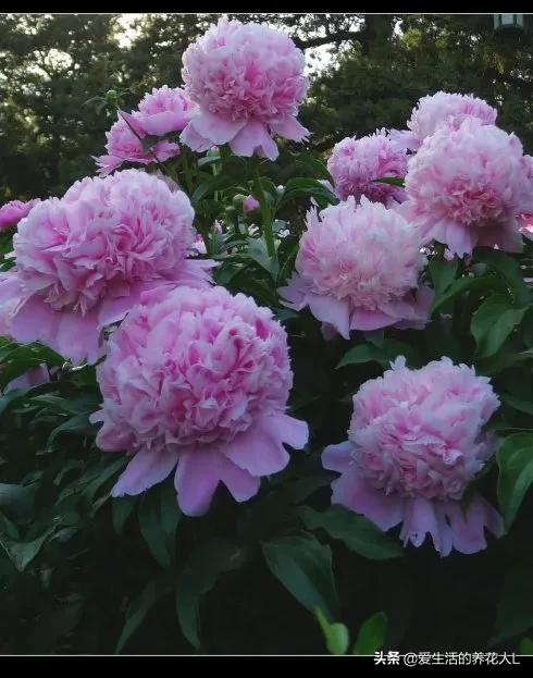 各种名贵芍药花图片大全