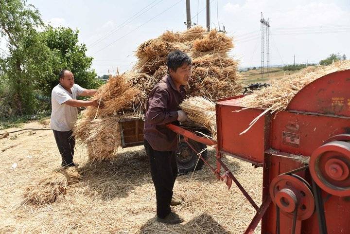 农事农活——割麦子