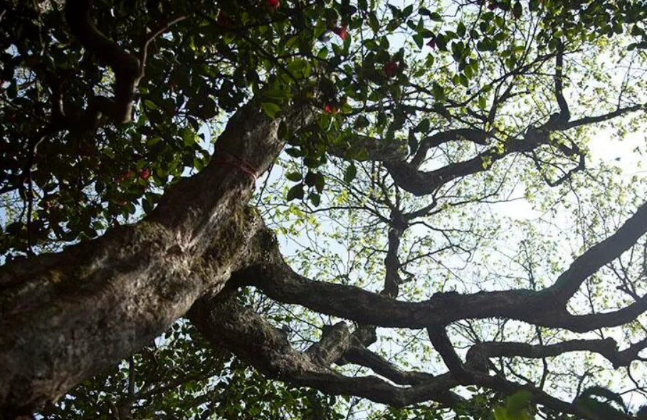 人生必去的普陀山，超全拜佛攻略整理好了