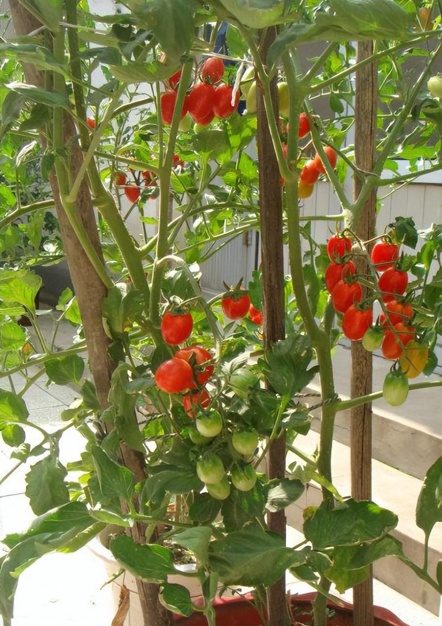 “2种蔬菜”在家就能种,长得快结果多吃不完,种植过程简单有趣