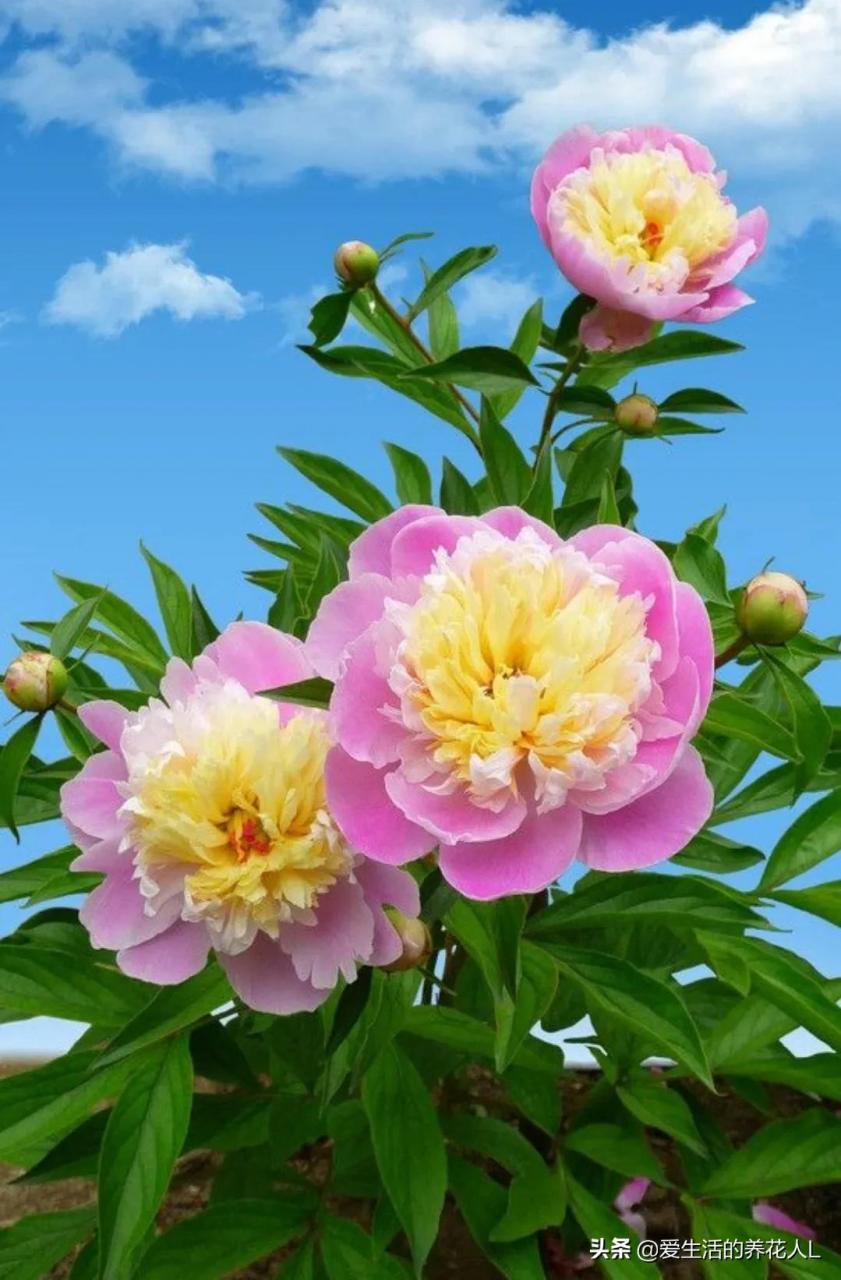 各种名贵芍药花图片大全