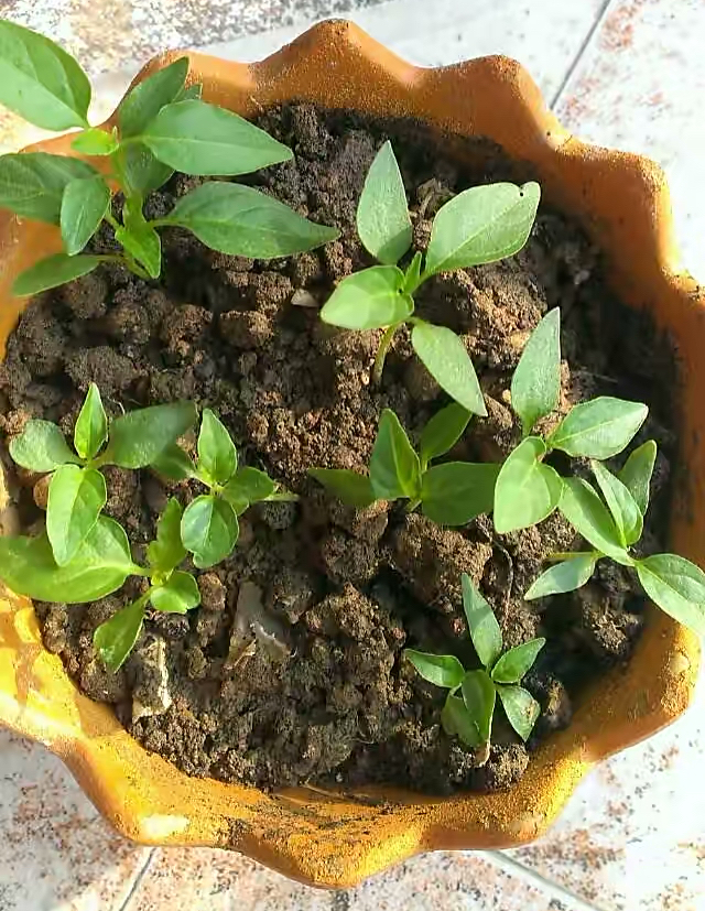 “2种蔬菜”在家就能种，长得快结果多吃不完，种植过程简单有趣