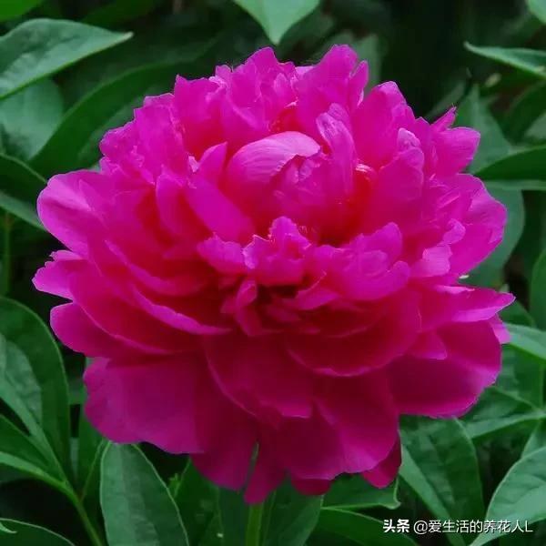 各种名贵芍药花图片大全