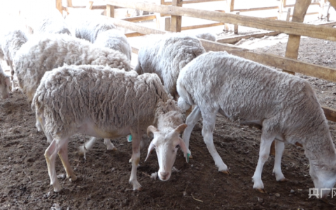 乡村振兴看山西(乡村振兴看浙江电子书)