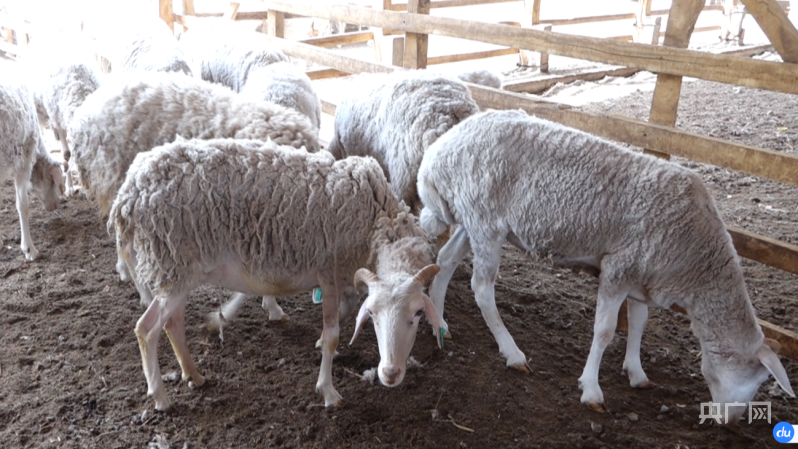 乡村振兴看新疆 | 规模化科学养殖铺就致富路