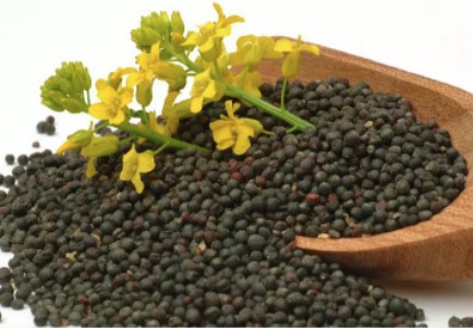 剧毒农药掺入油菜籽？最新消息！涉事油菜籽已全部找回