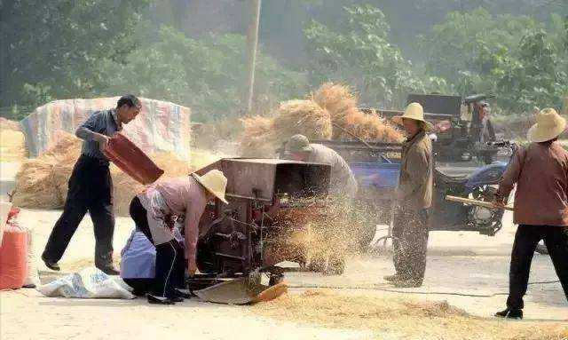 农事农活——割麦子