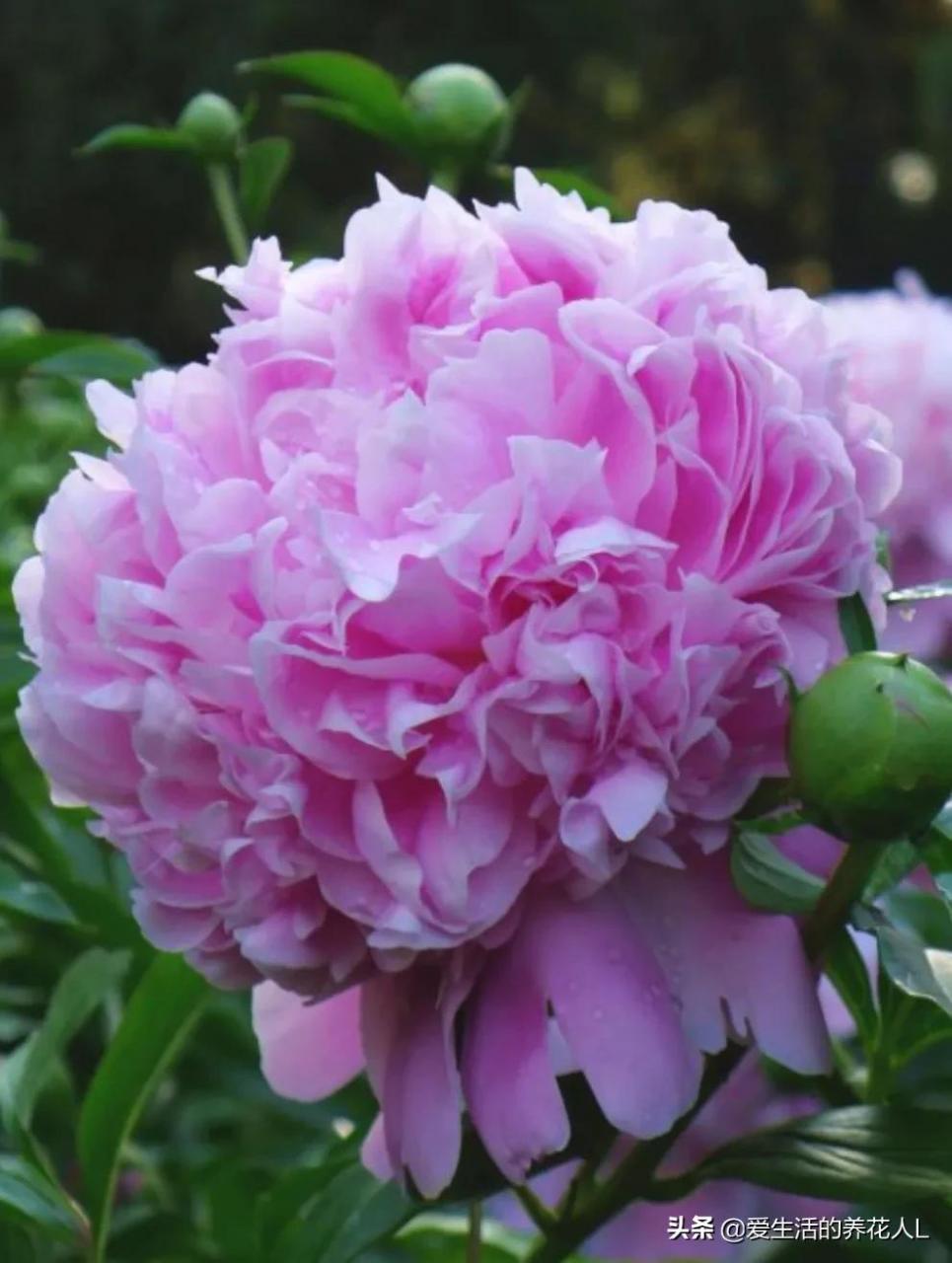 各种名贵芍药花图片大全