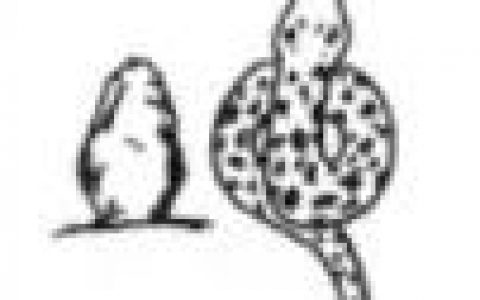 地的笔画顺序正确写法！