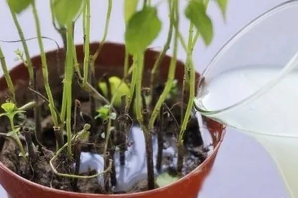 茉莉花施肥宝典：这样施肥，比花市老板养的都好