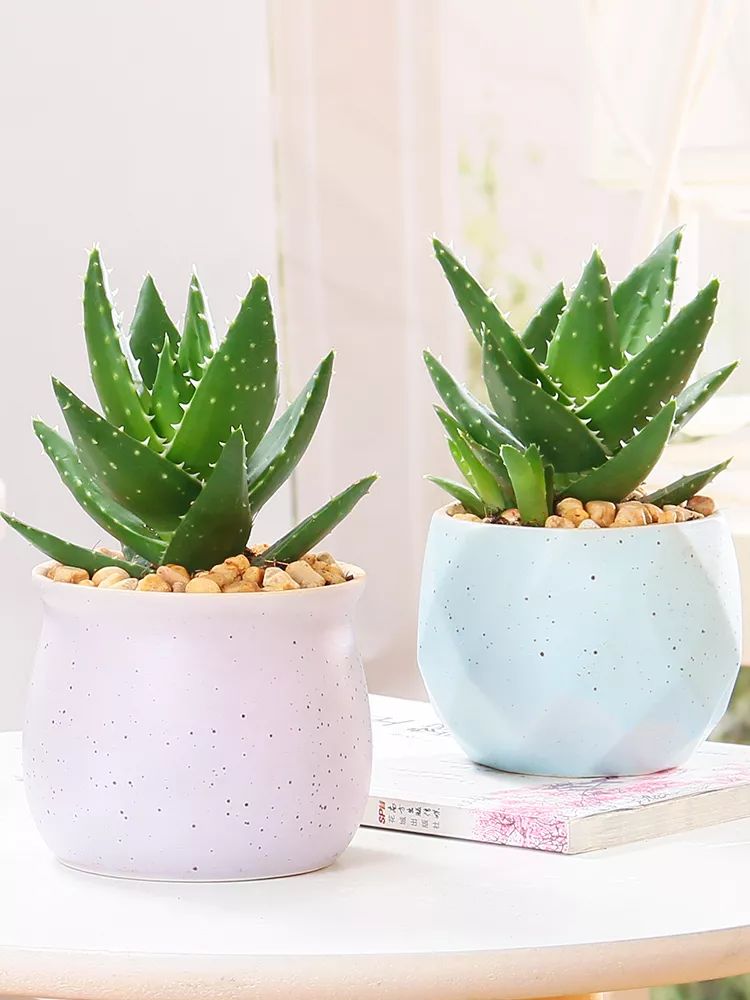 家里通风、光线不太好？养这些花草就对了！