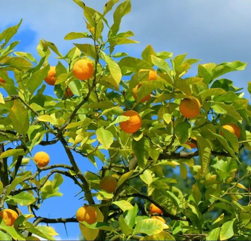 为什么女孩子身上都是香香的？