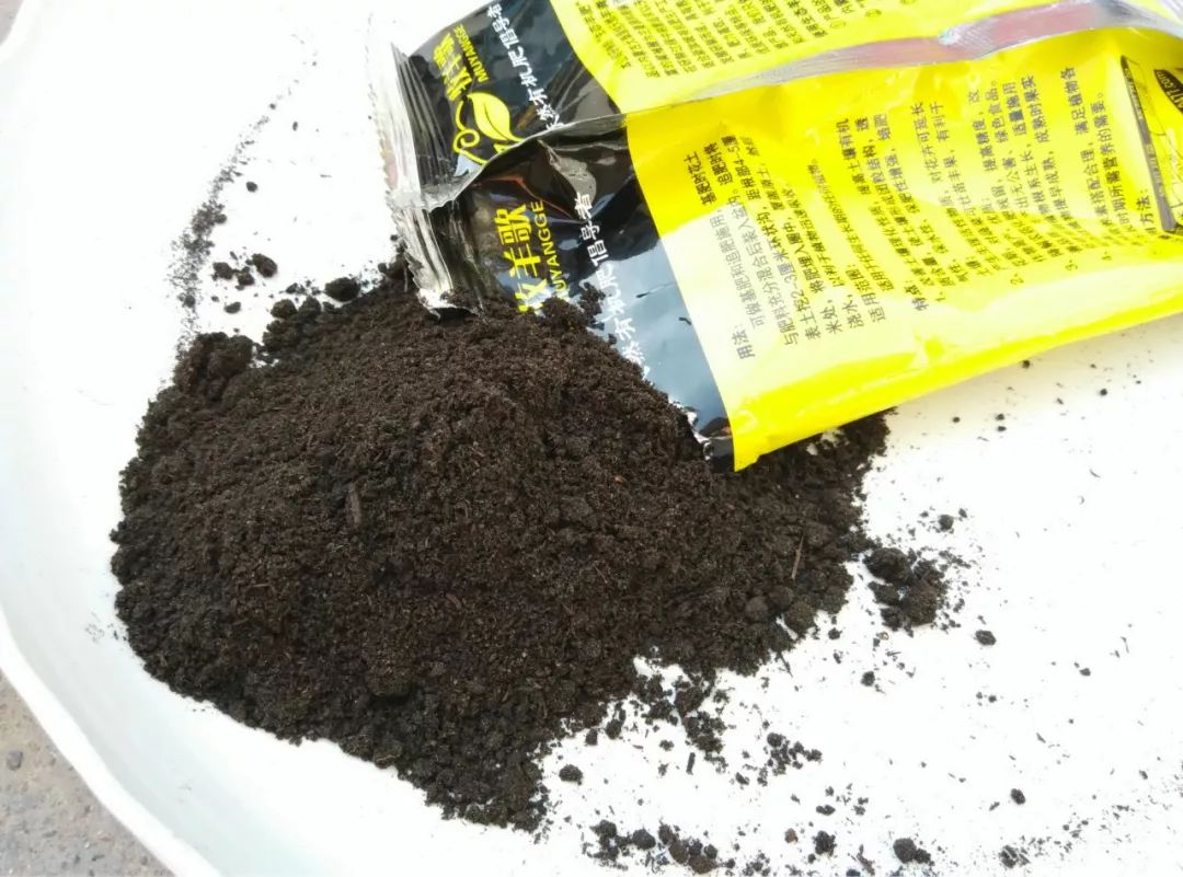 茉莉花施肥宝典：这样施肥，比花市老板养的都好