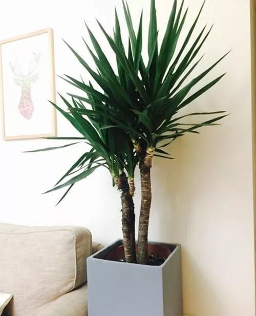 客厅太单调？摆上这五种绿植，高端大气上档次！